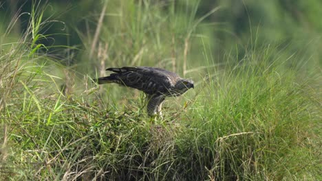 an eagle in the chitwan national park in nepal testing on a young crocodile