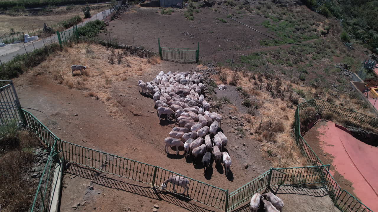Ripresa aerea di un gregge di pecore al pascolo.