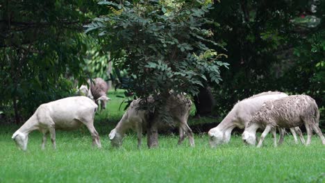 a-herd-of-sheep-grazing-on-some-grass