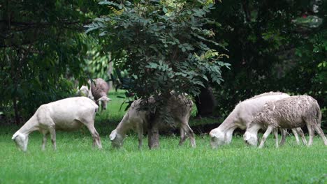 a herd of sheep grazing on some grass