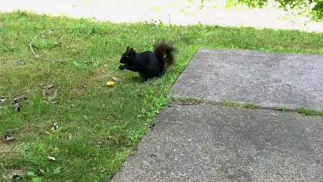 ardilla negra buscando comida para comer