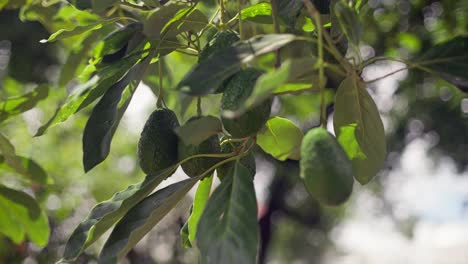 el rack de movimiento lento se centra en los aguacates en un árbol