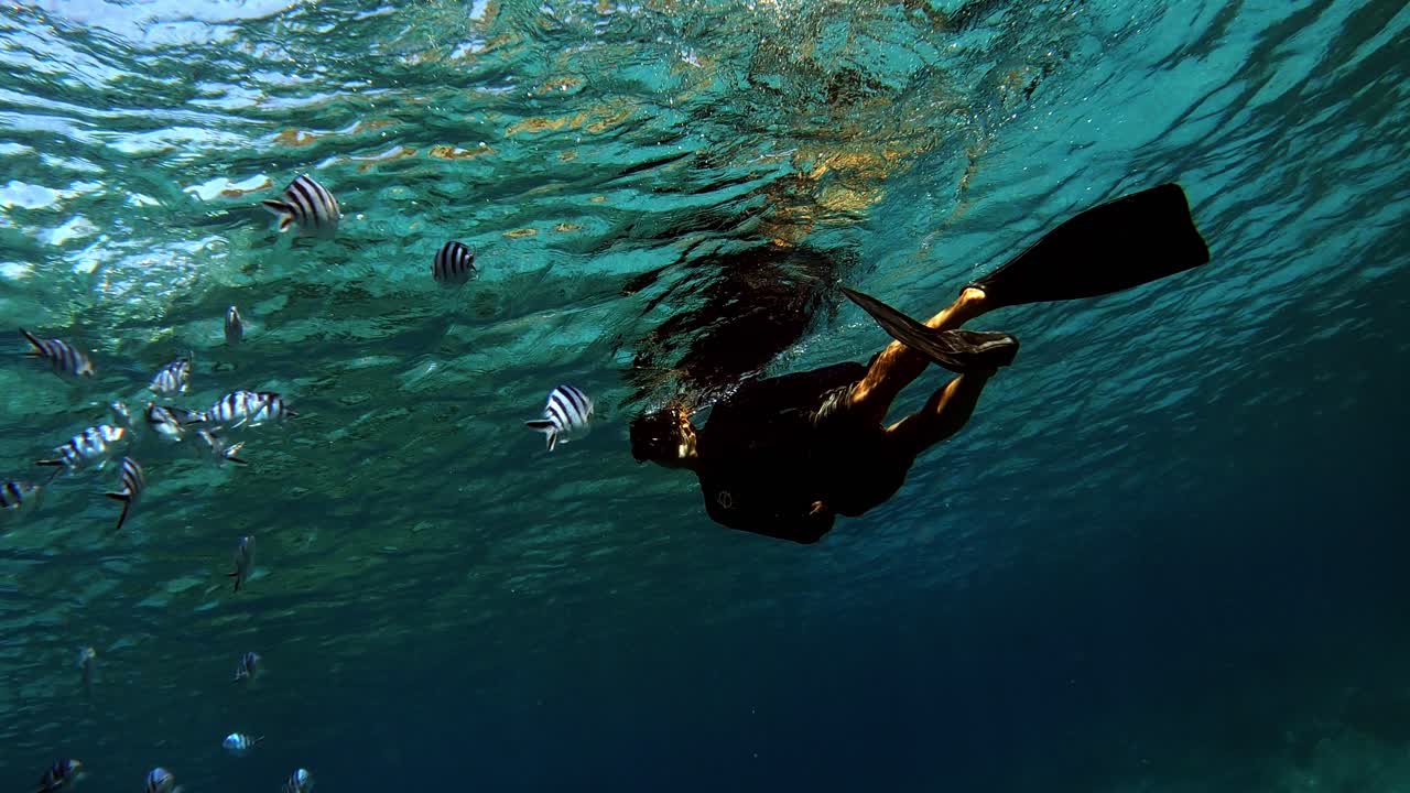 vista de una persona buceando en el arrecife con un pez sargento de tijera nadando alrededor - bajo el agua