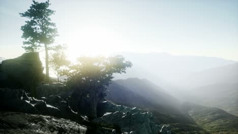 sun beams through trees