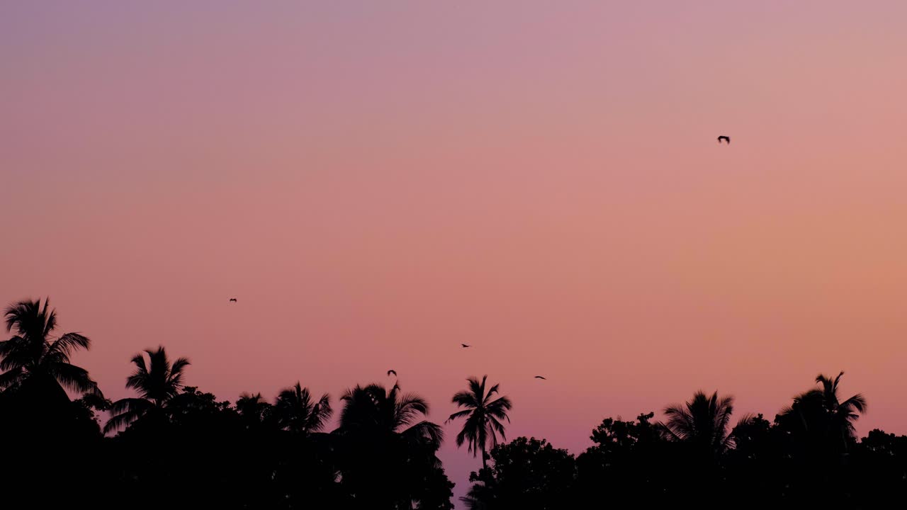 Scenic landscape view of flying foxes bats Pteropus giganteus flying against pink sky sunset in Polonnaruwa, Sri Lanka