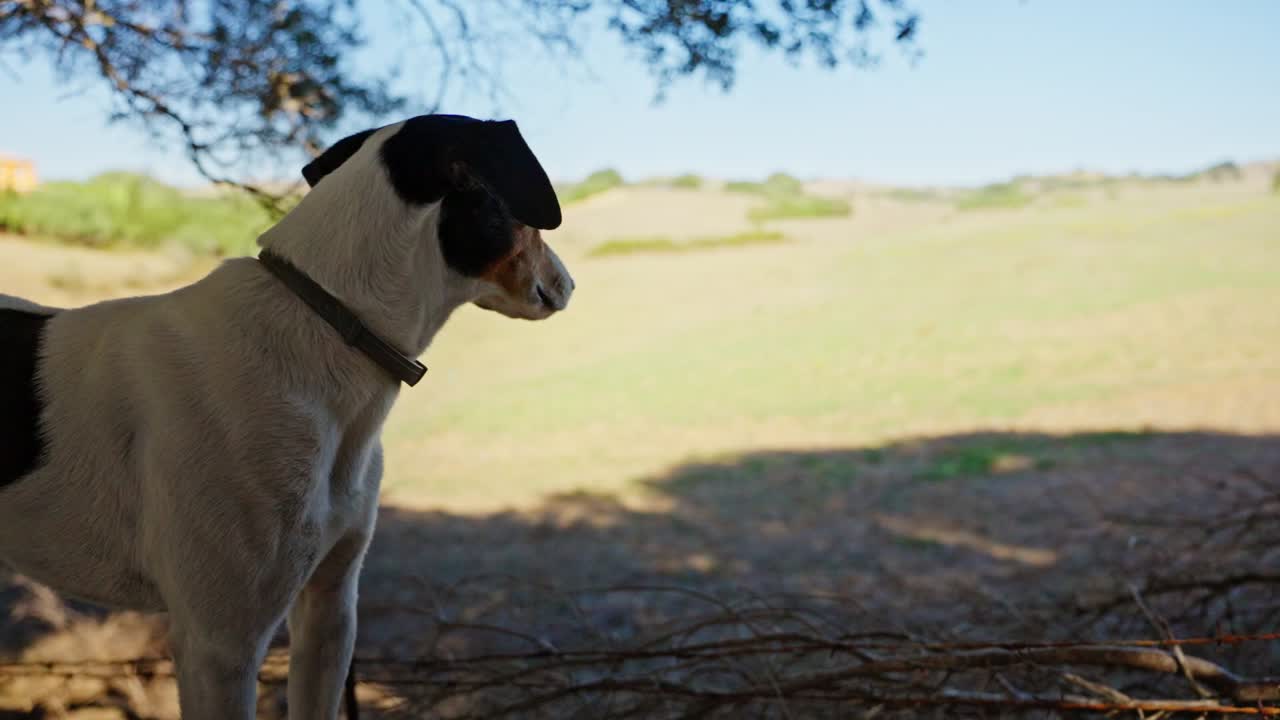 hermoso perro blanco de pie bajo la sombra de un árbol mirando a su alrededor