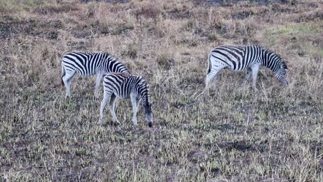 wild-zebras,-with-their-distinctive-black-and-white-stripes,-feeding-on-the-grass