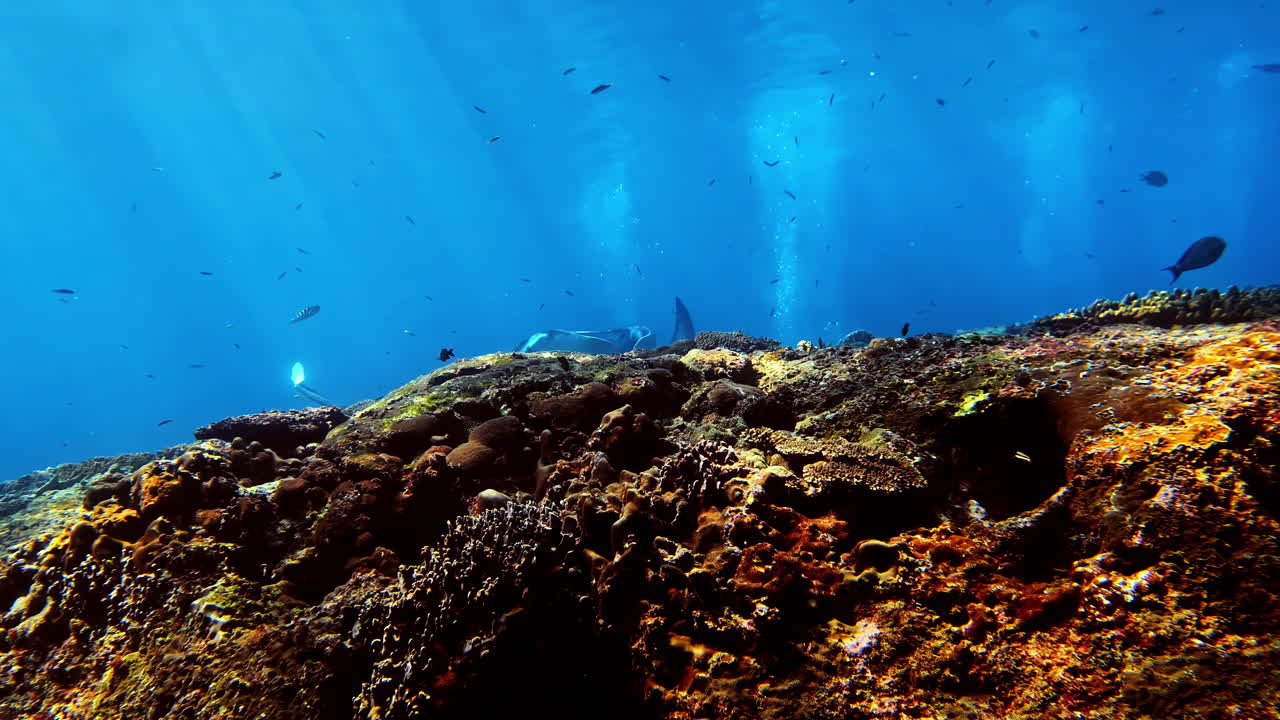 Manta Ray Swimming Over Coral Reef - Underwater Shot