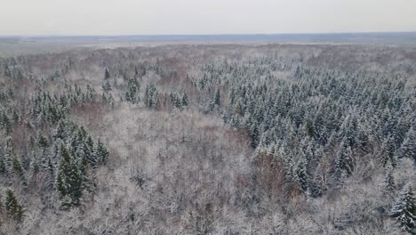 spruce tops from above