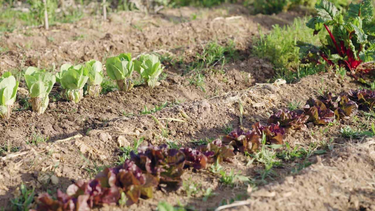 Organic lettuce plants growing in a vegetable garden