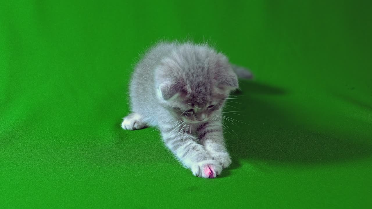 Funny little gray fold scottish kitten kitty playing on a green screen background.