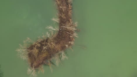 Aéreo:-Toma-Cinematográfica-Desde-Arriba-Corriendo-Hacia-Los-árboles-En-Una-Pequeña-Isla-En-Medio-Del-Lago