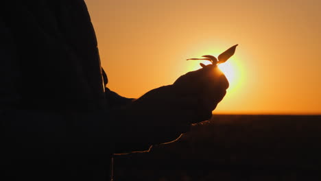 person holding a plant at sunset