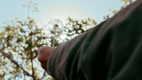 closeup of a person holding a dandelion