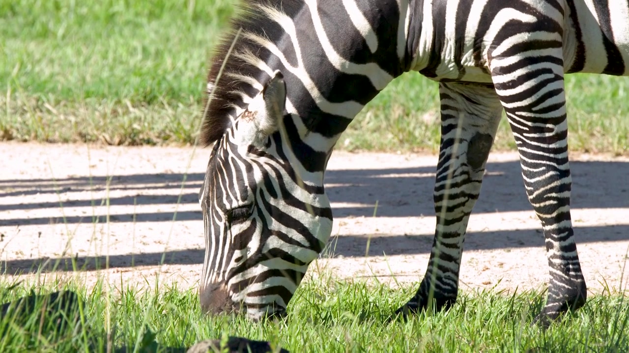 Nærbillede af en zebra, der græsser på frodigt græs under skarpt naturligt sollys udendørs.