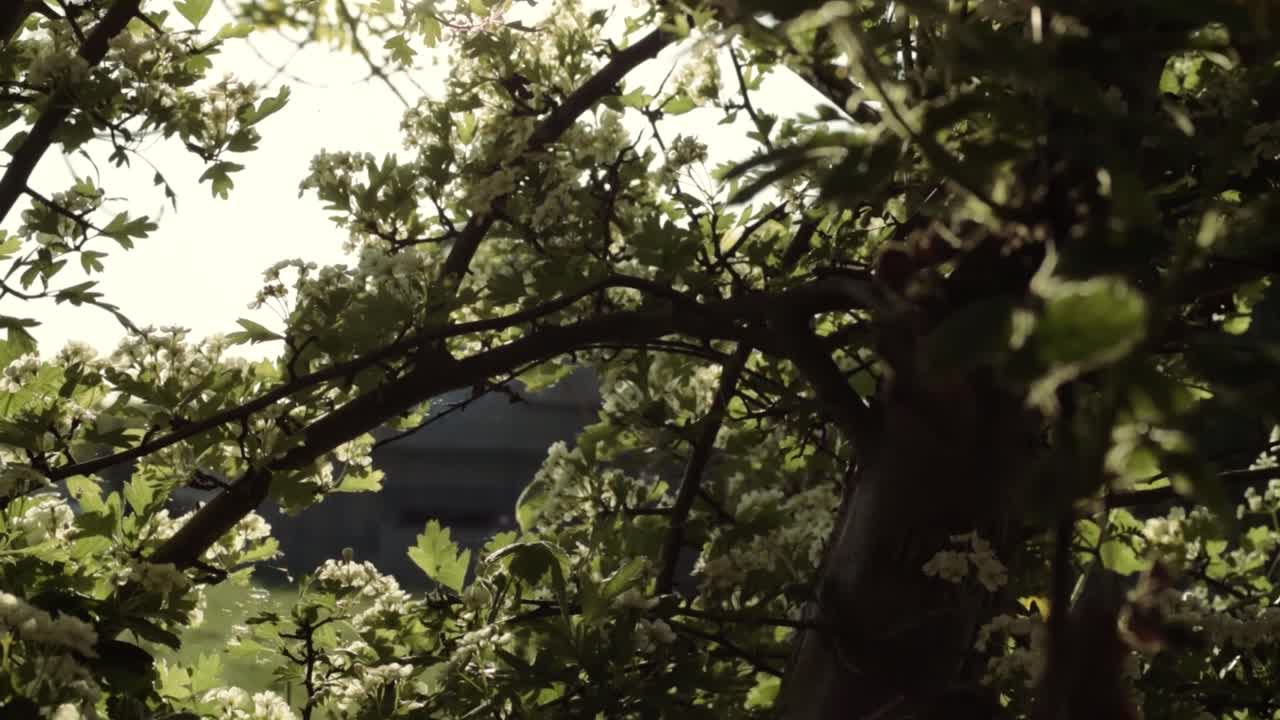 Flowering white tree against warm sunshine medium tilting shot