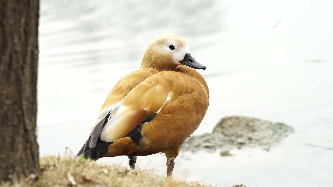 Vita delle Casarche comuni (Tadorna ferruginea) 4