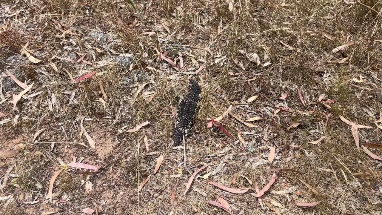 Nærbillede af Shingleback-øgle i australsk buskland