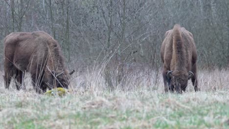 two adult wild bisons graze in a meadow, static shot