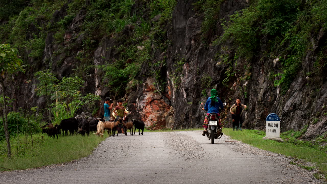 Farmhands working, animal herding, single track road, motorbike transport