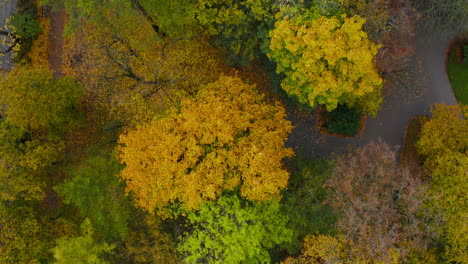 vista de arriba hacia abajo de los árboles con hojas coloridas en colores de otoño en el parque con callejones
