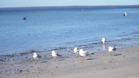 seagulls cleaning and pelicans swimming in shallow water off australian coast