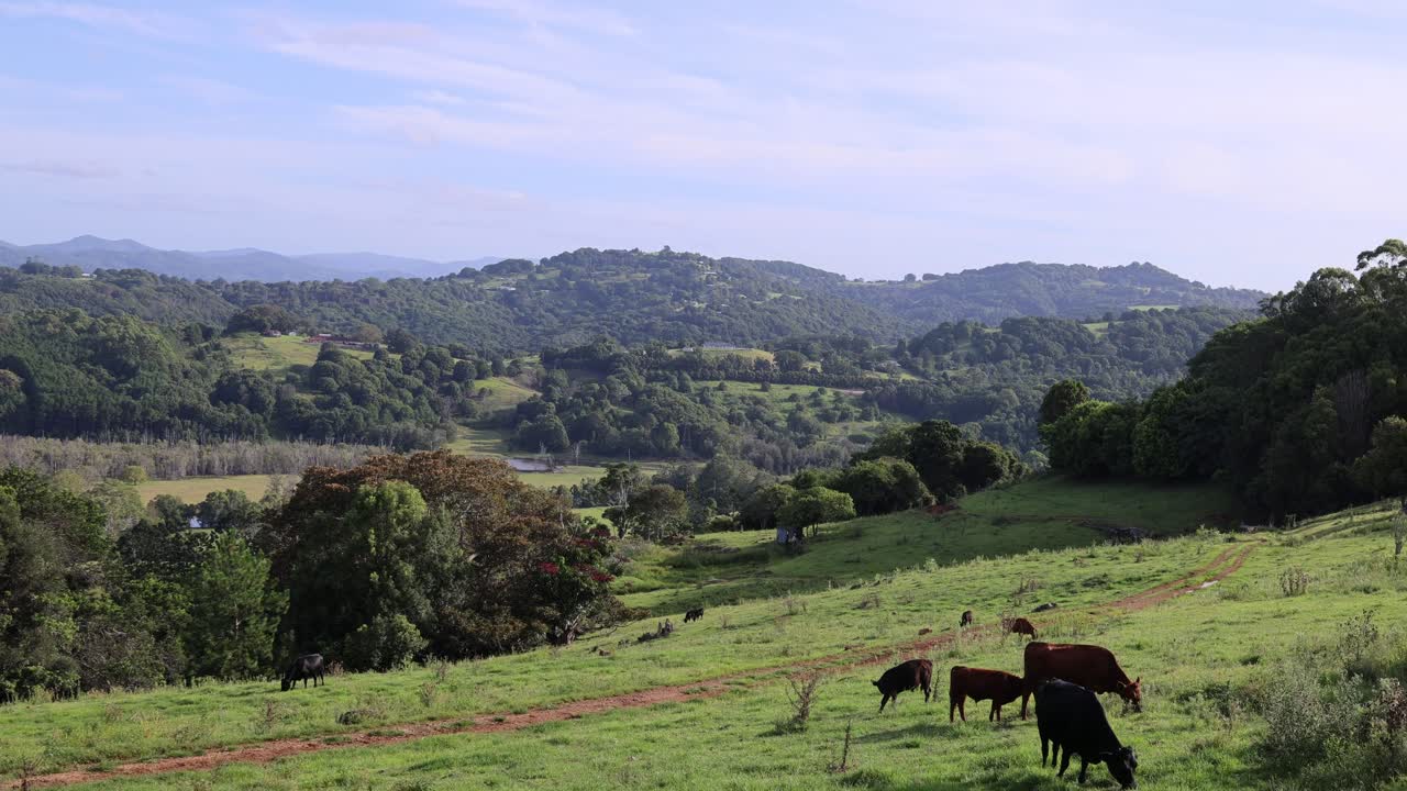 Vacas pastam pacificamente em uma encosta exuberante