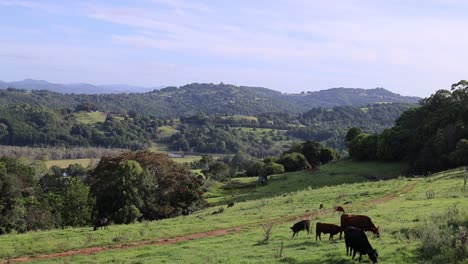 las vacas pastan pacíficamente a través de un paisaje verde exuberante