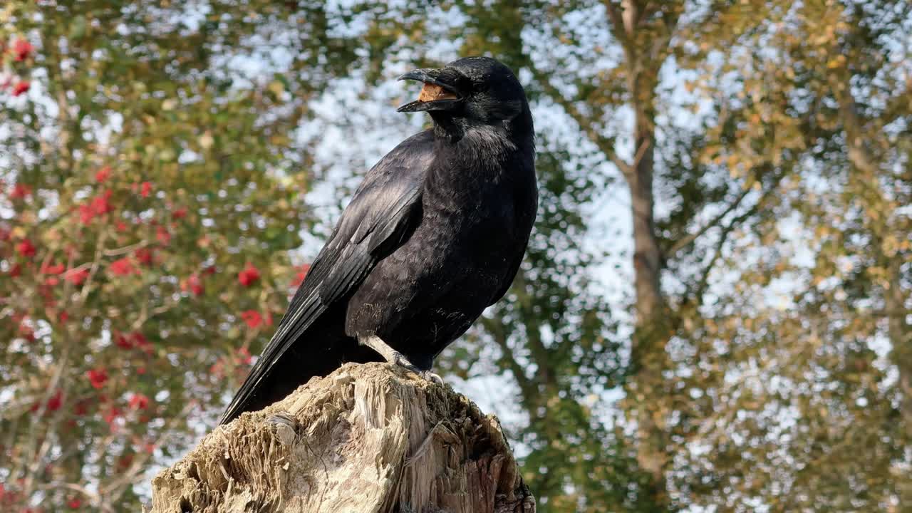 A crow feasting on food atop driftwood on a sandy beach
