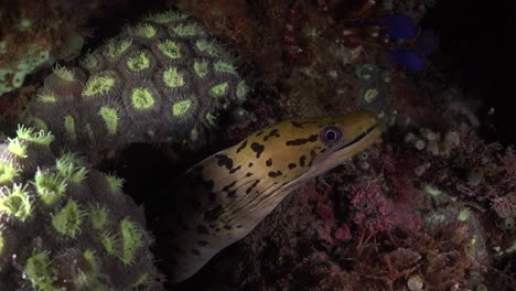 fimbriated moray eel and shrimp on coral reef at night