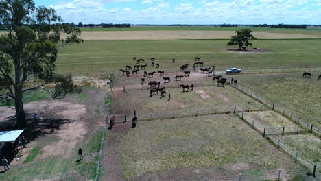 caballos en el sobrevuelo remoto del dron del paddock