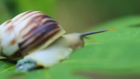 slow motion of snail moving on leaf