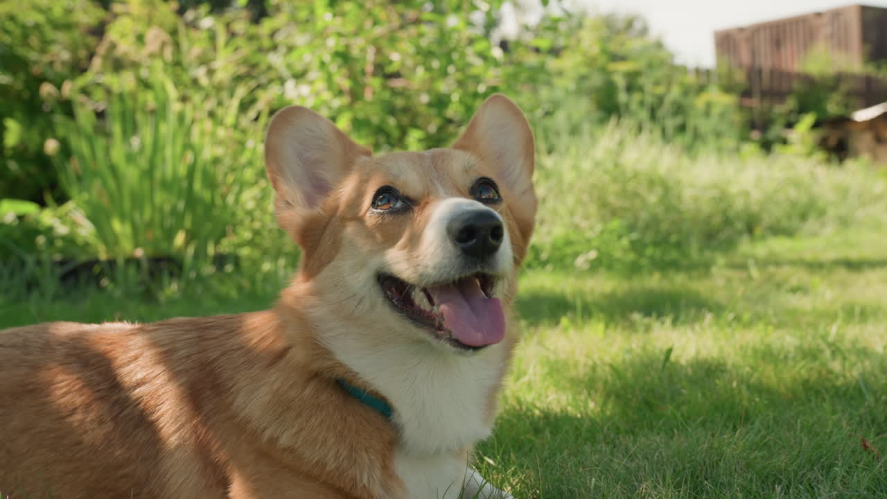 Serene Garden Nap, Relaxed Dog Resting In Shade, Peaceful Corgi Enjoying Sunlight In Garden, Contented Corgi Peacefully Reclining In Shaded Garden Midst Soft Sunlight And Gentle Breezes