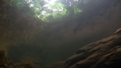 kaeng krachan national park is home to a lot of fantastic wild animals and the streams are life source of fresh water for animals to drink and for fish to swim around