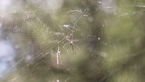 Araña-Espera-Pacientemente-A-Su-Presa-Desde-Su-Red.