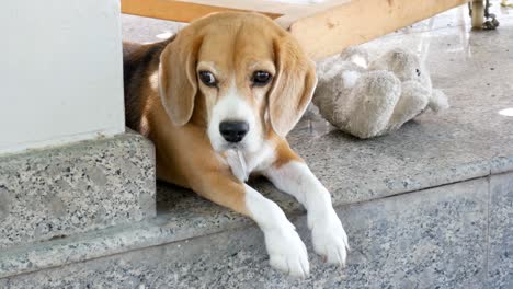 beagle lying on floor near old doll