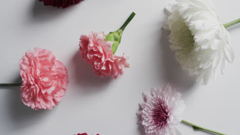 video of white, red and pink flowers and copy space on white background