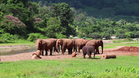 elephants standing together next to a river while others walk around