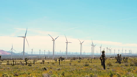 windmill farm with windy day at desert valley with joshua trees and flowers