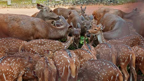 deer of the two species joined together and chewing the leaves , herd of deer chewed the leaves piled up inside the zoo ,sambar