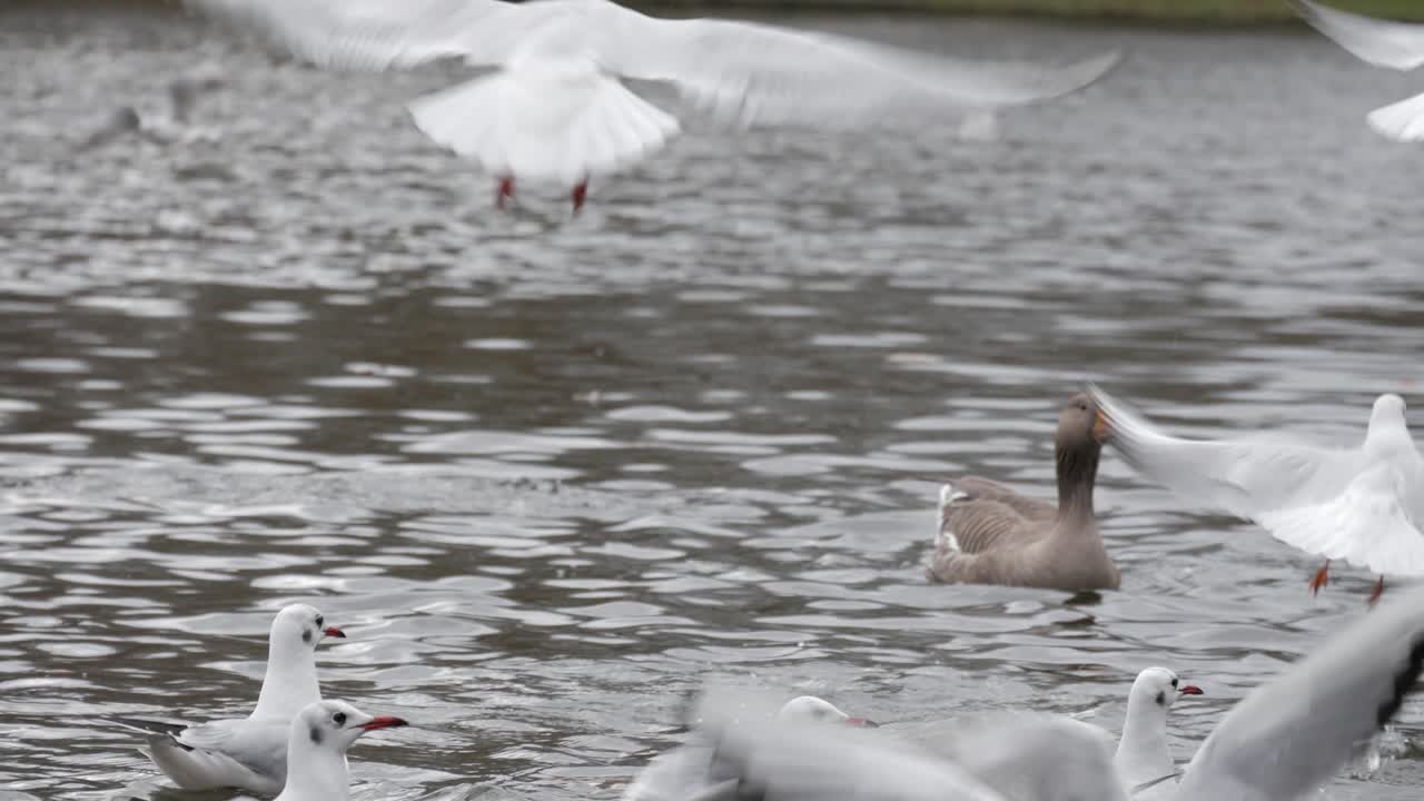 Seagulls fly and float over a calm lake in an outdoor, serene natural setting