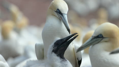 cara de bebé de gannet del norte de cerca en 4k 60 fps cámara lenta tomada en ile bonaventure en percé, quebec, gaspésie, canadá