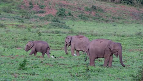 Los-Elefantes-Asiáticos-Son-Especies-En-Peligro-De-Extinción-Y-También-Son-Residentes-De-Tailandia