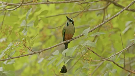 Türkisbrauenmotmot-Thront-Auf-Einem-Ast-In-Einem-üppigen-Grünen-Wald,-Seine-Federn-Leuchten-Im-Kontrast-Zum-Laub