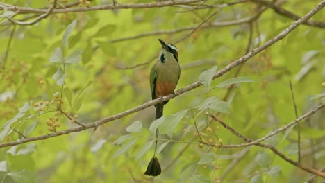 turquoise-browed motmot perched on a branch in a lush green forest, feathers vibrant against the foliage
