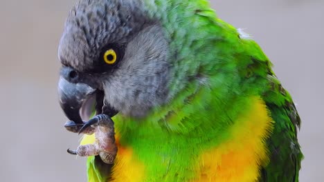 Close-up-of-a-Senegal-parrot-cleaning-its-foot-and-claw