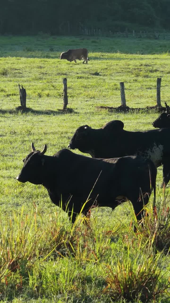 Bestiame al pascolo in un prato verde in una mattina di sole