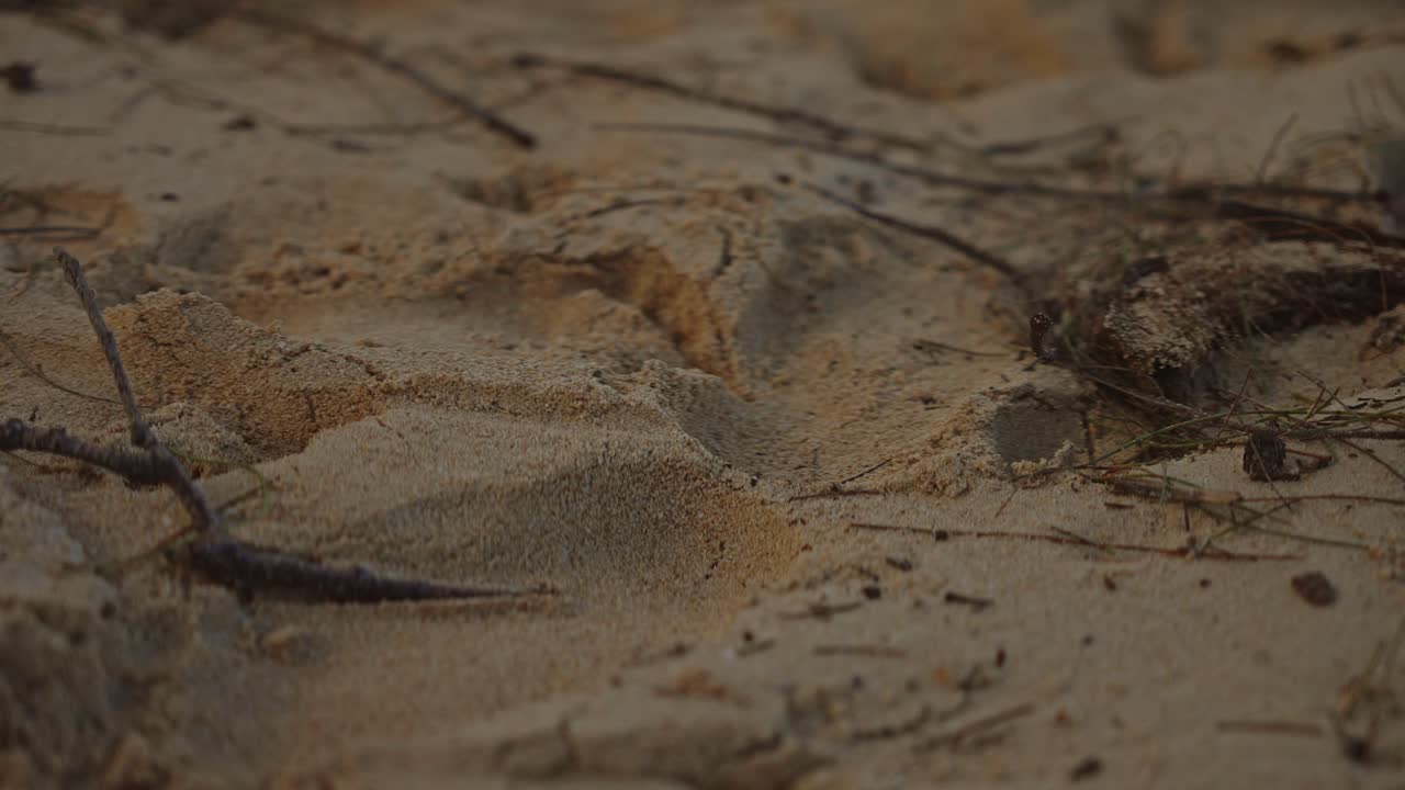 모래의 상세한 샷을 닫습니다