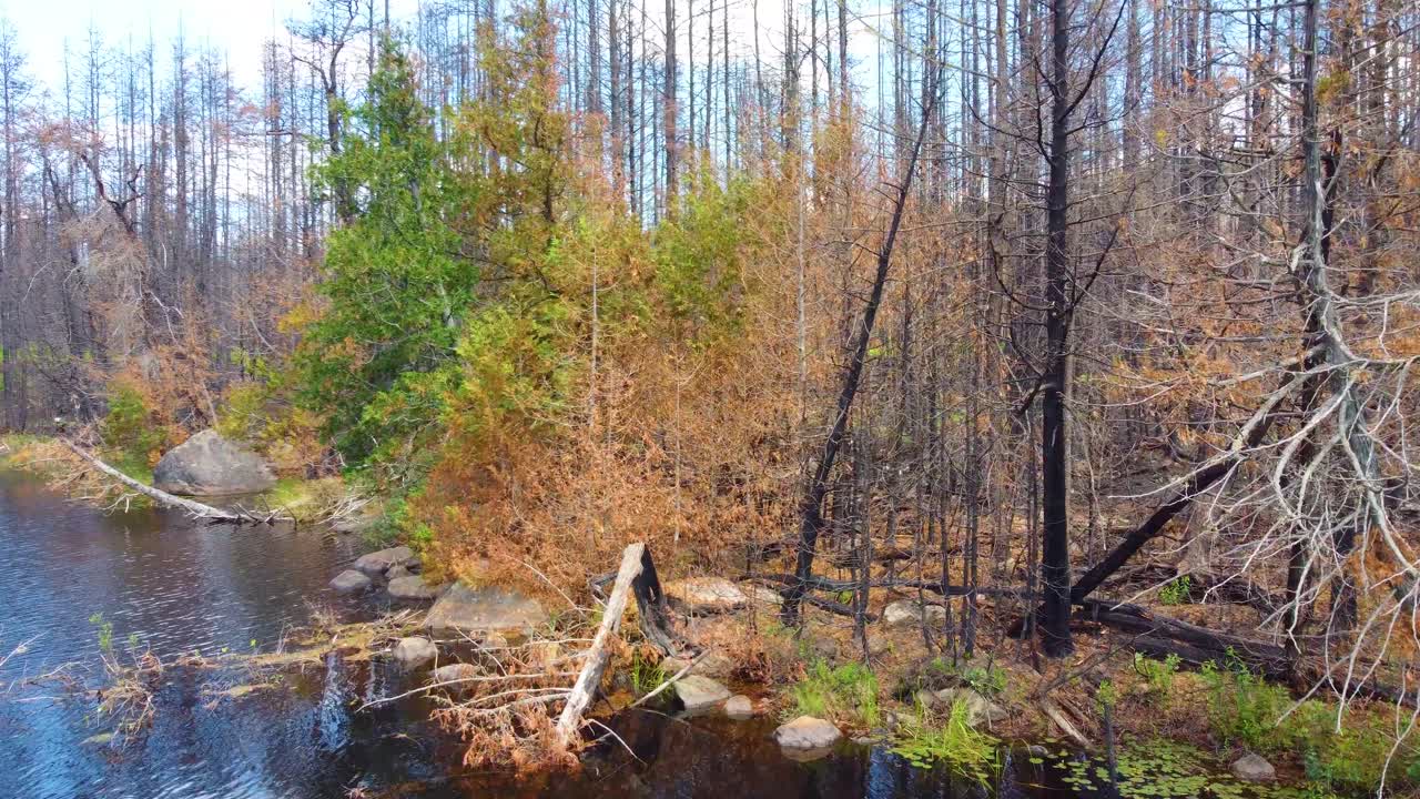 драматический вид деревьев у озера после лесного пожара в торонто, канада
