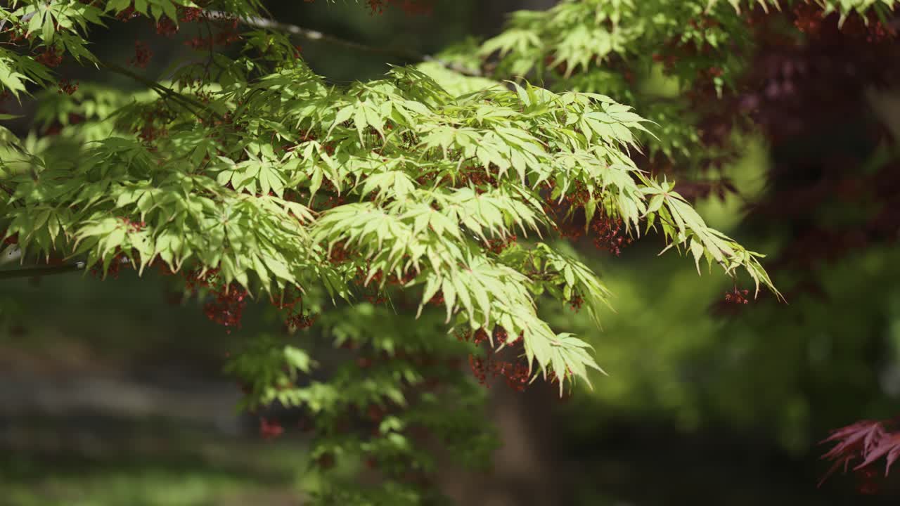 delicadas hojas de arce de filigrana verde pálido y púrpura de primer plano